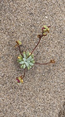 Camissoniopsis cheiranthifolia