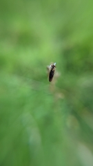 Holcocephala