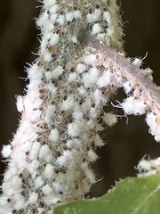 Grylloprociphilus imbricator