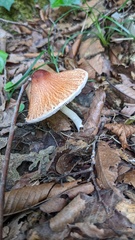 Leucoagaricus rubrotinctus