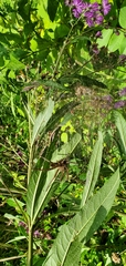 Dolomedes vittatus