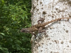 Sceloporus
