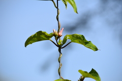 Asclepiadeae