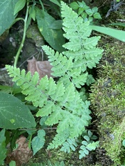 Cystopteris protrusa