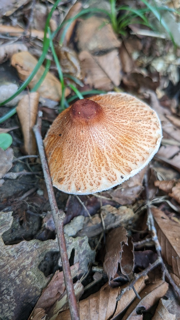 Leucoagaricus rubrotinctus · August 2022 · photo: © atsushi_nakajima_cirque (iNaturalist, cc-by)