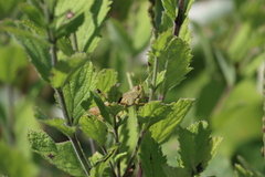 Schistocerca lineata