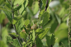 Schistocerca lineata