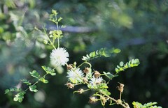 Mimosa malacophylla