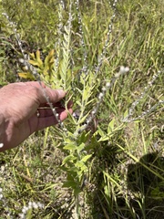 Lithospermum bejariense