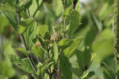 Schistocerca lineata