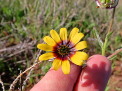Osteospermum monstrosum