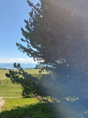 Pinus sibirica