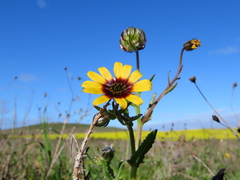 Osteospermum monstrosum