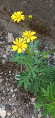 Senecio squalidus