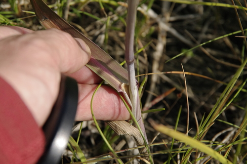 Image of Poa eminens by (c) Eric Knight, some rights reserved (CC BY)