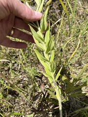 Lithospermum bejariense