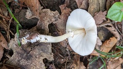 Leucoagaricus rubrotinctus