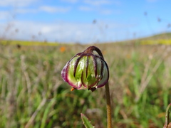 Osteospermum monstrosum