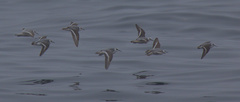 Phalaropus fulicarius