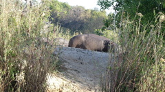 Hippopotamus amphibius