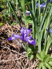 Iris ruthenica