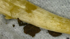 Leucoagaricus rubrotinctus
