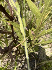 Lithospermum bejariense