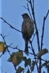 Haemorhous purpureus