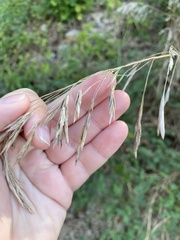 Bromus inermis
