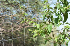 Asclepiadeae