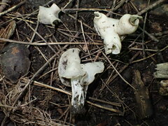 Helvella crispa