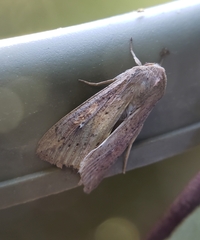 Mythimna unipuncta