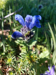 Dracocephalum grandiflorum