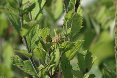 Schistocerca lineata