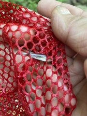 Notropis atherinoides