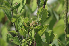 Schistocerca lineata
