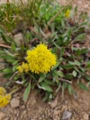 Eriogonum flavum