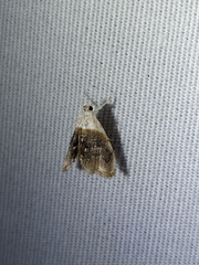 Lipocosmodes fuliginosalis