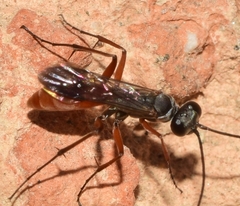 Agenioideus rhodosoma
