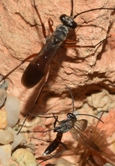 Agenioideus rhodosoma