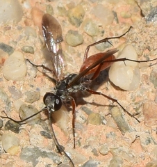 Agenioideus rhodosoma