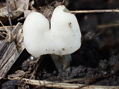 Helvella crispa
