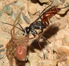 Agenioideus rhodosoma