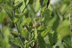 Schistocerca lineata