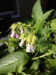 Symphytum officinale