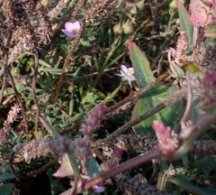 Spergularia marina