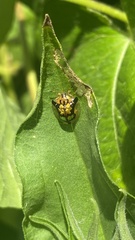 Deloyala guttata