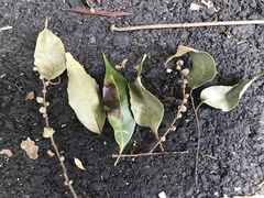 Castanopsis carlesii