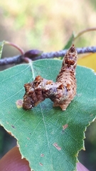 Falcaria lacertinaria