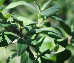 Diospyros texana